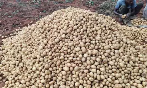 Nandapur आलू किसानों को नुकसान, बाहरी व्यापारी कर रहे मुनाफा