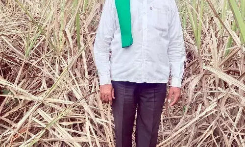 गन्ने में छेदक कीट का प्रकोप: किसान चिंतित गन्ने में छेदक कीट का प्रकोप: किसान चिंतित