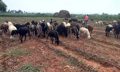 कीमत में गिरावट: प्याज बेचने वाला किसान