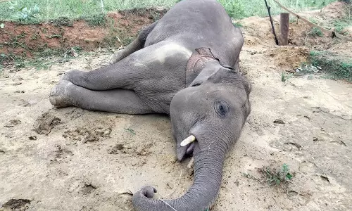Haridwar: जंगल से बाहर हाथी की मौत, नहर पटरी में मिला शव