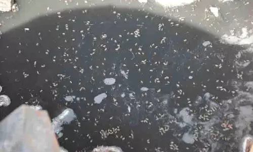 Ludhiana: डेंगू के मामलों में वृद्धि, शहरी क्षेत्र सबसे अधिक प्रभावित, स्वास्थ्य टीमें तैनात Ludhiana: डेंगू के मामलों में वृद्धि, शहरी क्षेत्र सबसे अधिक प्रभावित, स्वास्थ्य टीमें तैनात