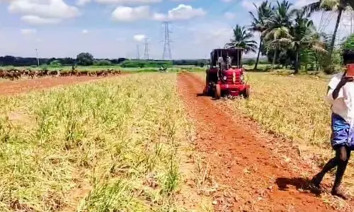 कीमत में गिरावट: प्याज उगाने वाले परेशान