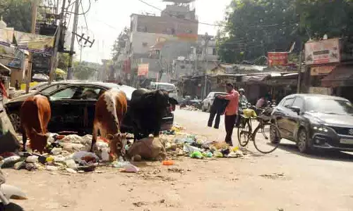 Amritsar: शहर की सड़कों पर आवारा गायें घूमती, स्थानीय लोग जवाबदेही की मांग कर रहे Amritsar: शहर की सड़कों पर आवारा गायें घूमती, स्थानीय लोग जवाबदेही की मांग कर रहे