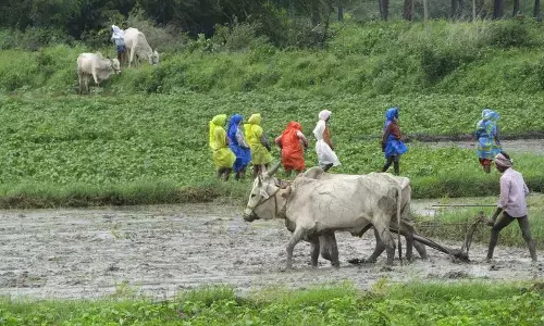 किसानों को यासंगी धान बोनस का इंतजार, वनकलम खरीदी से पहले भुगतान की मांग