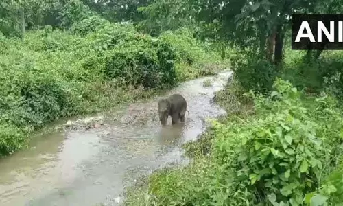 मुख्यमंत्री ममता बनर्जी ने बाढ़ और भूस्खलन में बचाए गए हाथी के बछड़े का नाम रखा ‘लकी’