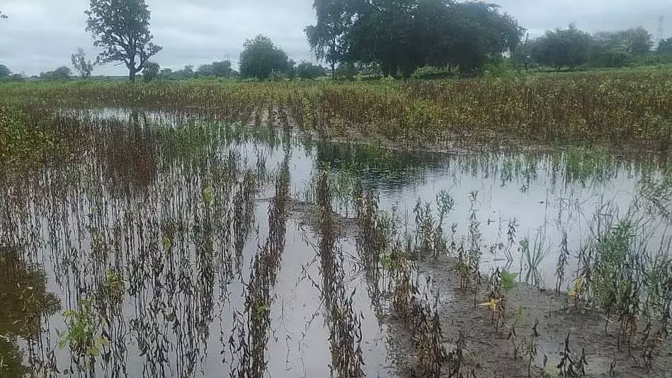 दिवाली से पहले 4 लाख से ज़्यादा किसानों को 328 करोड़ के बारिश से हुए नुकसान के मुआवज़े का इंतज़ार दिवाली से पहले 4 लाख से ज़्यादा किसानों को 328 करोड़ के बारिश से हुए नुकसान के मुआवज़े का इंतज़ार