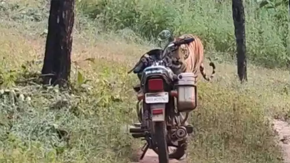 Sidhi: फॉरेस्ट गार्ड की चतुराई से जंगल में बाघ का खतरा टला Sidhi: फॉरेस्ट गार्ड की चतुराई से जंगल में बाघ का खतरा टला