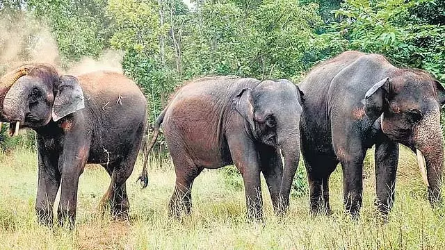 DNA-बेस्ड हाथी सर्वे रिपोर्ट जारी: वेस्टर्न घाट में सबसे हेल्दी हाथी है DNA-बेस्ड हाथी सर्वे रिपोर्ट जारी: वेस्टर्न घाट में सबसे हेल्दी हाथी है