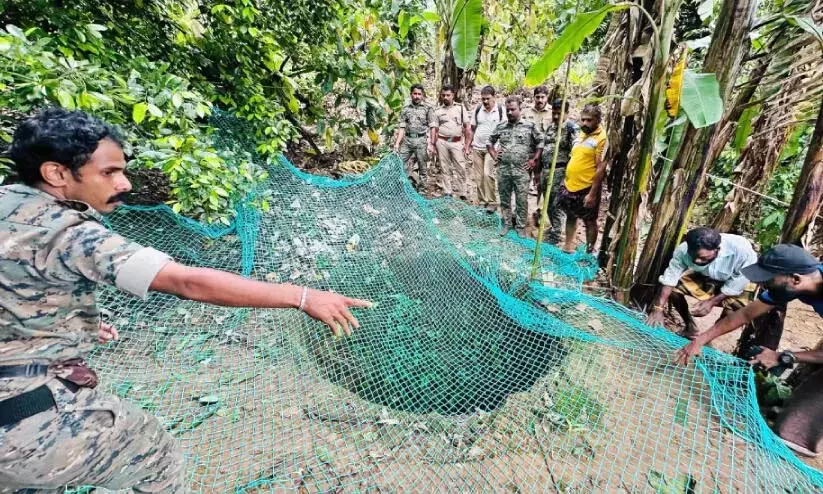 Kerala : पेरुमपुल्ला में बाघ मिलने के बाद फॉरेस्ट गार्ड ने कुएं का निरीक्षण किया Kerala : पेरुमपुल्ला में बाघ मिलने के बाद फॉरेस्ट गार्ड ने कुएं का निरीक्षण किया