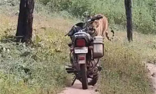 MP News: अचानक सामने आ गया खूंखार शेर, देख फॉरेस्ट गार्ड के छूटे पसीने