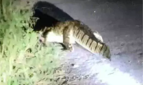 Up News: अचानक सड़क पर निकले मगरमच्छ , यातायात ठप