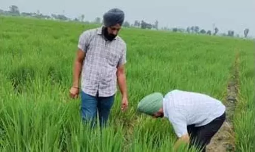 Sangrur-Malerkotla क्षेत्र में 6,300 एकड़ से अधिक धान की फसल को बौना वायरस ने प्रभावित किया