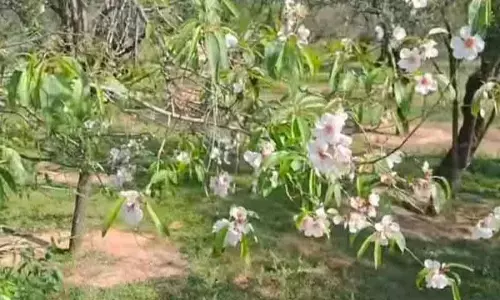 कश्मीर में बेमौसम फूल जलवायु परिवर्तन से नहीं: विशेषज्ञों की राय कश्मीर में बेमौसम फूल जलवायु परिवर्तन से नहीं: विशेषज्ञों की राय