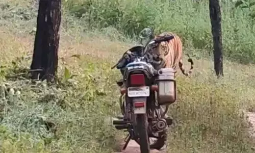 Sidhi: फॉरेस्ट गार्ड की चतुराई से जंगल में बाघ का खतरा टला Sidhi: फॉरेस्ट गार्ड की चतुराई से जंगल में बाघ का खतरा टला