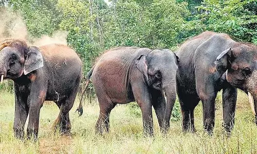 DNA-बेस्ड हाथी सर्वे रिपोर्ट जारी: वेस्टर्न घाट में सबसे हेल्दी हाथी है