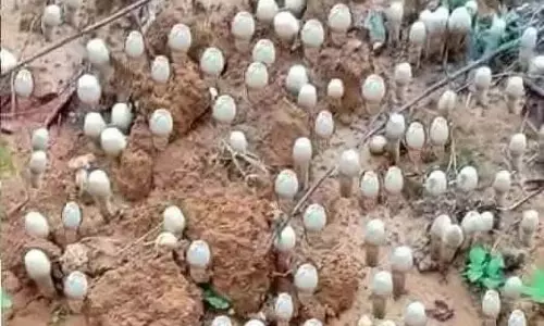 Mulbagal : बारिश में पैदा हुए मशरूम