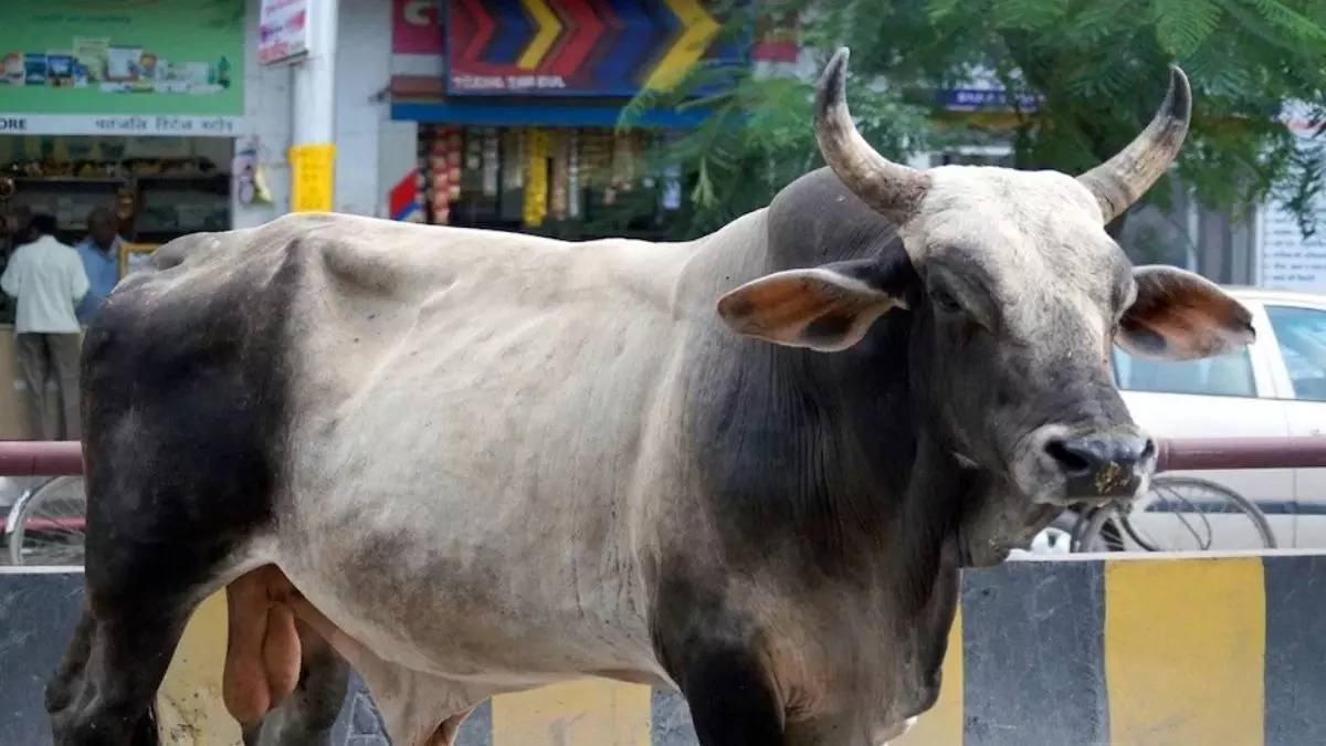 Bareilly: सांड के हमले से बुजुर्ग किसान की मौत Bareilly: सांड के हमले से बुजुर्ग किसान की मौत