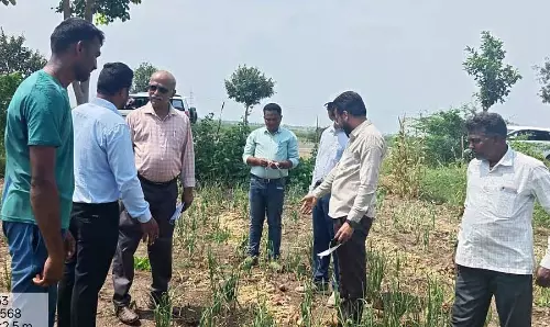 Bagalkot : केंद्रीय टीम ने प्याज की फसल का निरीक्षण किया Bagalkot : केंद्रीय टीम ने प्याज की फसल का निरीक्षण किया