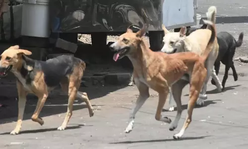 पुणे: PMC ने आवारा कुत्तों की माइक्रोचिपिंग शुरू की