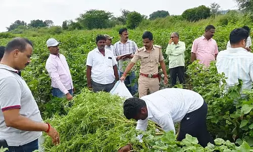 Kembhavi : ₹23.15 लाख का गांजा जब्त