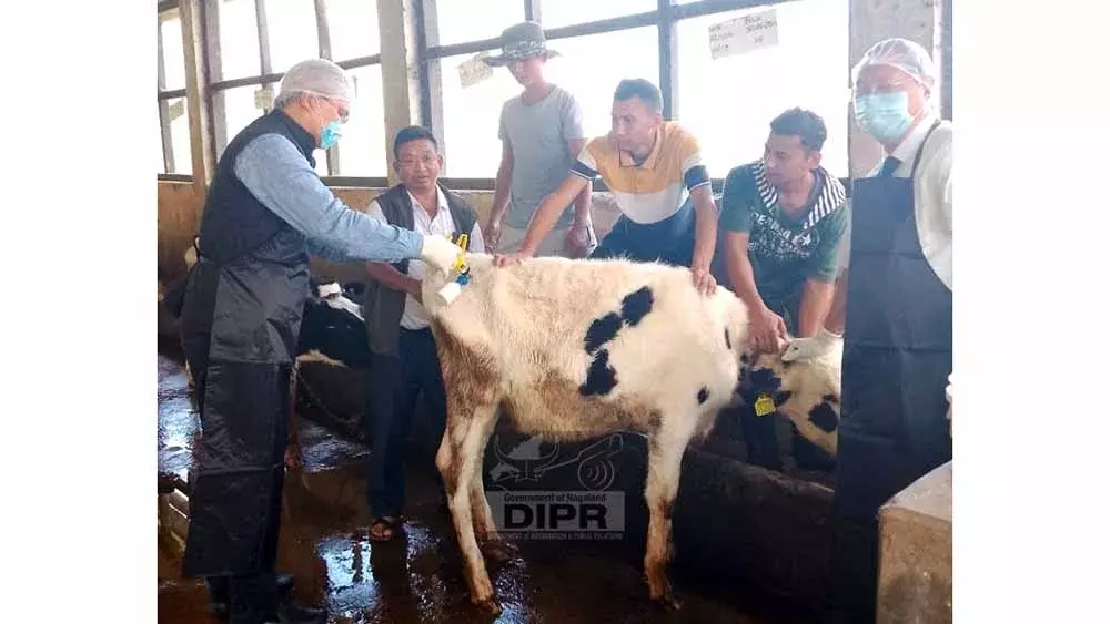 Nagaland में एफएमडी टीकाकरण मिशन का चरण VI शुरू किया गया