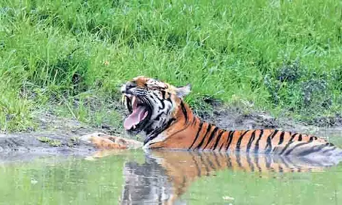 झारखंड के PTR में नए बाघ की पुष्टि, कुल संख्या सात हुई झारखंड के PTR में नए बाघ की पुष्टि, कुल संख्या सात हुई