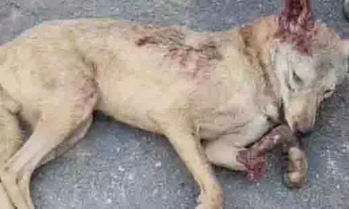 Bahraich के गांवों में आतंक फैलाने वाले भेड़िये को गोली मार दी गई