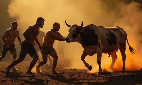 गाय की पीठ पर उबलते तेल से भरे कढ़ाई में गिरे 4 लोग गाय की पीठ पर उबलते तेल से भरे कढ़ाई में गिरे 4 लोग