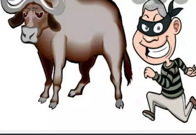 Bandipora: बांदीपोरा में बड़ी पशु चोरी, जांच में जुटी पुलिस टीम Bandipora: बांदीपोरा में बड़ी पशु चोरी, जांच में जुटी पुलिस टीम