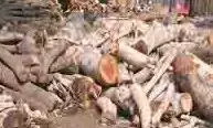 Jammu-Kashmir: लकड़ी माफिया के खिलाफ बड़ा अभियान, भारी मात्रा में लकड़ी जब्त Jammu-Kashmir: लकड़ी माफिया के खिलाफ बड़ा अभियान, भारी मात्रा में लकड़ी जब्त
