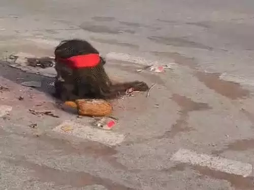 बीच सड़क में इंसानी पुतले का कटा सिर दिखा, वीडियो वायरल बीच सड़क में इंसानी पुतले का कटा सिर दिखा, वीडियो वायरल