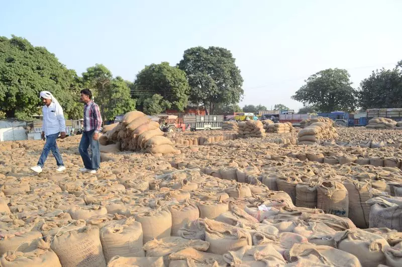 Karnal में धान की आवक में तेजी, लेकिन धीमी उठान चिंता का विषय Karnal में धान की आवक में तेजी, लेकिन धीमी उठान चिंता का विषय