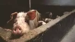 Tamil Nadu में स्वाइन फीवर के प्रसार को रोकने के लिए कदम उठाए गए Tamil Nadu में स्वाइन फीवर के प्रसार को रोकने के लिए कदम उठाए गए