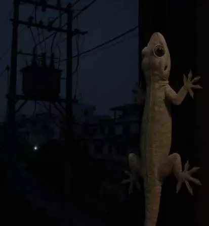 Lizard: छिपकली के कारण 17,000 घरों की बिजली 3 घंटे बंद Lizard: छिपकली के कारण 17,000 घरों की बिजली 3 घंटे बंद