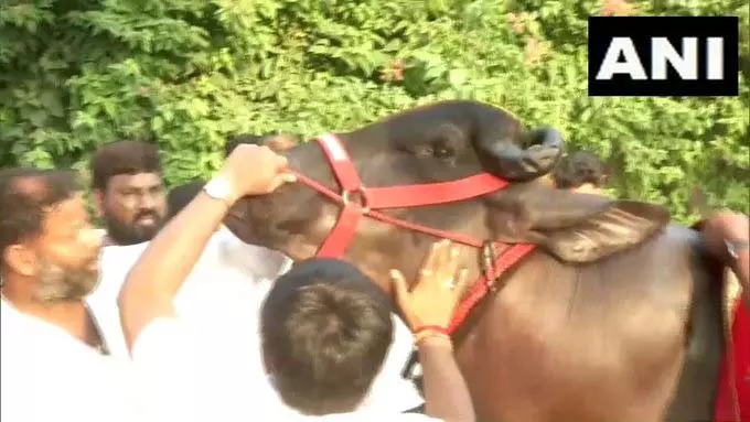 हैदराबाद में सदार महोत्सव: हरियाणा के मुर्रा बैल मुख्य आकर्षण, 22 अक्टूबर से उत्सव शुरू हैदराबाद में सदार महोत्सव: हरियाणा के मुर्रा बैल मुख्य आकर्षण, 22 अक्टूबर से उत्सव शुरू