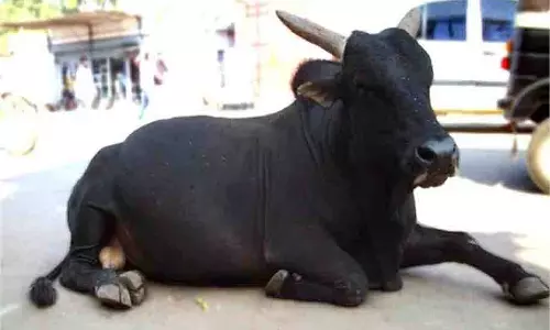 Una: थ्री-व्हीलर से उतरी महिला काे सांड ने सड़क पर पटक कर किया घायल, गाेद में था बच्चा Una: थ्री-व्हीलर से उतरी महिला काे सांड ने सड़क पर पटक कर किया घायल, गाेद में था बच्चा