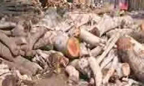 Jammu-Kashmir: लकड़ी माफिया के खिलाफ बड़ा अभियान, भारी मात्रा में लकड़ी जब्त
