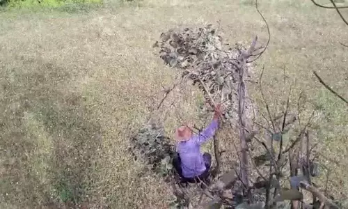बाघ किसानों का पीछा कर रहा था.. कुछ डर के मारे पेड़ों पर चढ़ गए