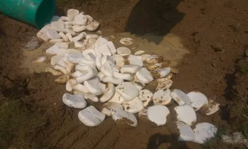 2,500 किलो मिलावटी पनीर नष्ट, नमूने लेकर भेजा गया प्रयोगशाला 2,500 किलो मिलावटी पनीर नष्ट, नमूने लेकर भेजा गया प्रयोगशाला