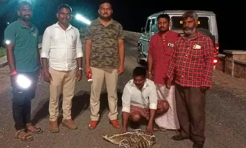 मगरमच्छ का बच्चा देखा गया: सुरक्षित जगह छोड़ दिया गया