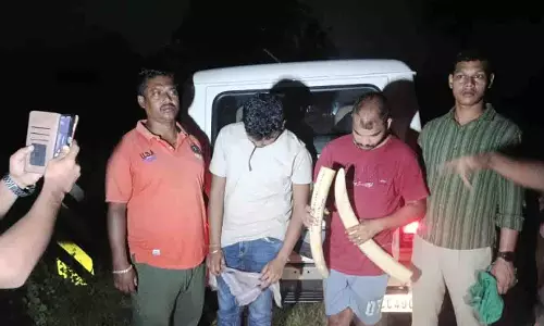 STF ने दो हाथी दांत व्यापारियों को पकड़ा, 5 किलो हाथी दांत जब्त STF ने दो हाथी दांत व्यापारियों को पकड़ा, 5 किलो हाथी दांत जब्त