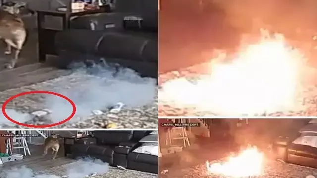 Dog ने बैटरी चबाई, घर में लगी आग, अग्निशमन विभाग ने दी चेतावनी