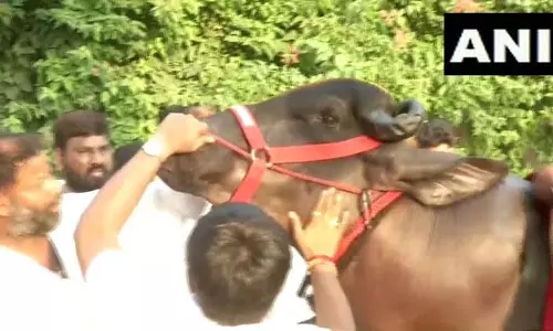 हैदराबाद में सदार महोत्सव: हरियाणा के मुर्रा बैल मुख्य आकर्षण, 22 अक्टूबर से उत्सव शुरू