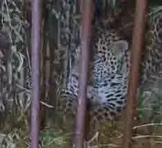 Lakhimpur Kheri: बच्ची को मारने वाला तेंदुआ पिंजरे में कैद Lakhimpur Kheri: बच्ची को मारने वाला तेंदुआ पिंजरे में कैद