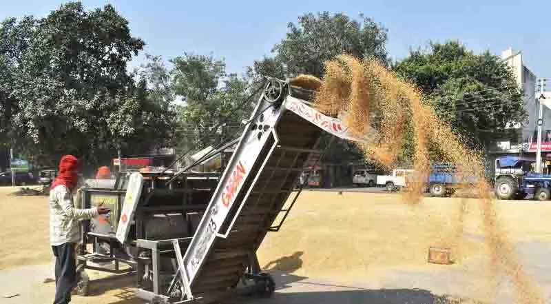 Basmati की कीमतों में 1,500 रुपये प्रति क्विंटल की गिरावट से किसानों को नुकसान Basmati की कीमतों में 1,500 रुपये प्रति क्विंटल की गिरावट से किसानों को नुकसान