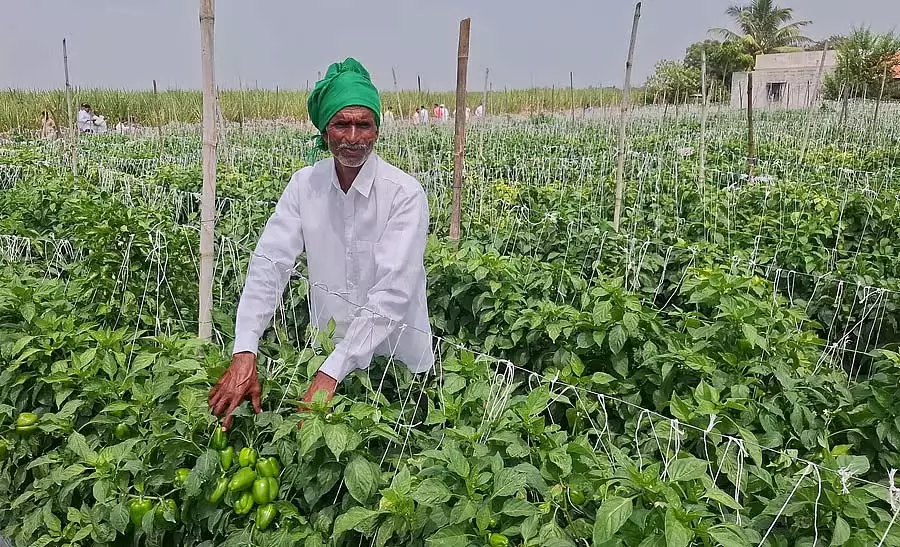 साइंटिफिक खेती से ज़्यादा मुनाफ़ा: किसानों की सफलता की कहानियाँ साइंटिफिक खेती से ज़्यादा मुनाफ़ा: किसानों की सफलता की कहानियाँ