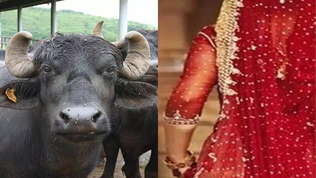 MP : दहेज में भैंस न लाने पर ससुराल वालों ने नवविवाहित महिला को प्रताड़ित किया MP : दहेज में भैंस न लाने पर ससुराल वालों ने नवविवाहित महिला को प्रताड़ित किया
