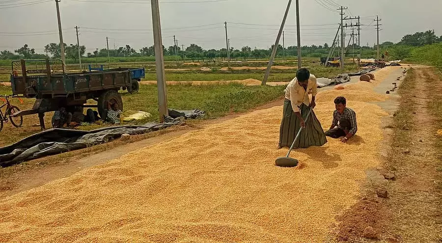 लोबिया के दाम में गिरावट: किसान परेशान लोबिया के दाम में गिरावट: किसान परेशान