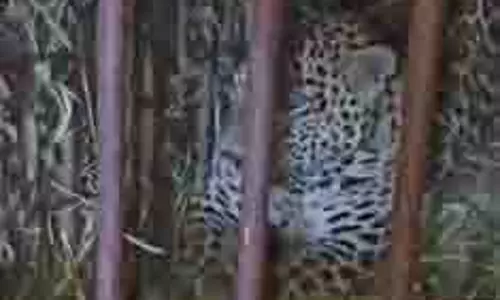 Lakhimpur Kheri: बच्ची को मारने वाला तेंदुआ पिंजरे में कैद Lakhimpur Kheri: बच्ची को मारने वाला तेंदुआ पिंजरे में कैद