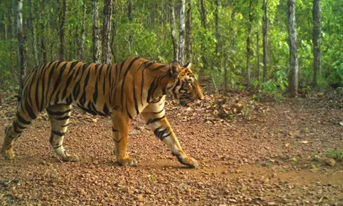 Odisha : सिमिलिपाल टाइगर रिजर्व पर्यटकों के लिए फिर से खुल गया Odisha : सिमिलिपाल टाइगर रिजर्व पर्यटकों के लिए फिर से खुल गया